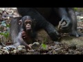 Chimpanzee