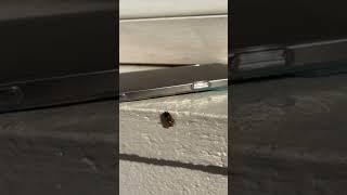 Twerk Arı