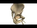 Bones of the Pelvis - Hip Bones - Anatomy Tutorial