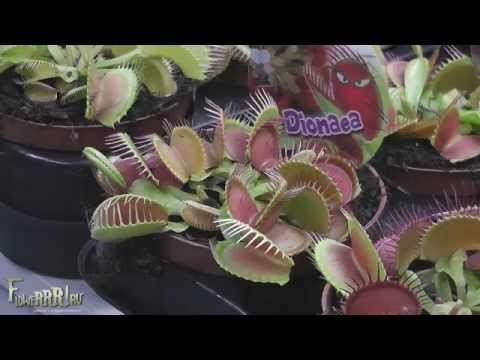 Цветок что кушает мух Цветок что кушает мух