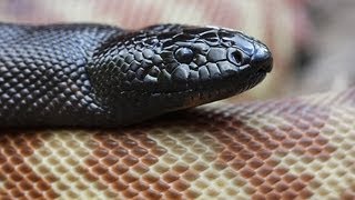 Aussie Pythons Snakebytestv