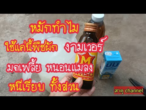 ไม่ต้องหมักเลย /ต้นเล็กต้นใหญ่แข็งแรงโตเร็วเขียวงาม มดเพลี้ยหนอนแมลงหนีเรียบทั้งสวน สาคู channel