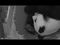 Watch: Smithsonian's National Zoo's Giant Panda Cub Is A Girl! Smithsonian's National Zoo's Giant Panda Cub Is A Girl!