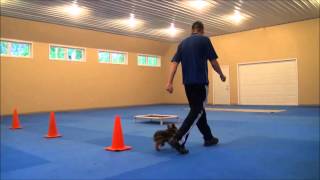 Brutus (Yorkie) Boot Camp Dog Training Video