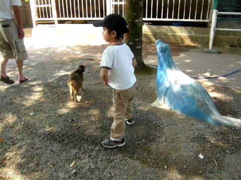 福知山動物園のウリボウとみわちゃん