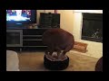 Big Dog In A Little Bed