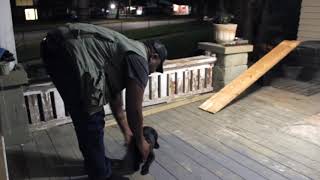 PUPPY LURING TRAINING TIP