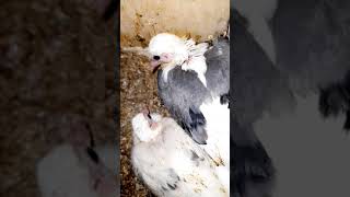 Qerdewmin Goyercinleri Qara Qirmizi Bawlar