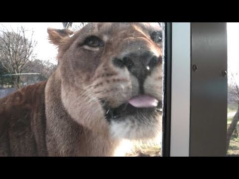 ライオンもフレーメン反応（？） HD - Lion of 'Tama Zoological Park'．