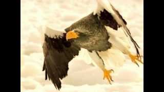 Rue Du Soleil We Can Fly Rue Du Soleil We Can Fly