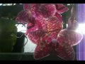 Phalaenopsis Chimei Buddha x Phal Big Rose - spotted red orchid in bloom
