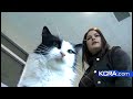 Shelters Want Animals To Go 'Home For The Holidays'