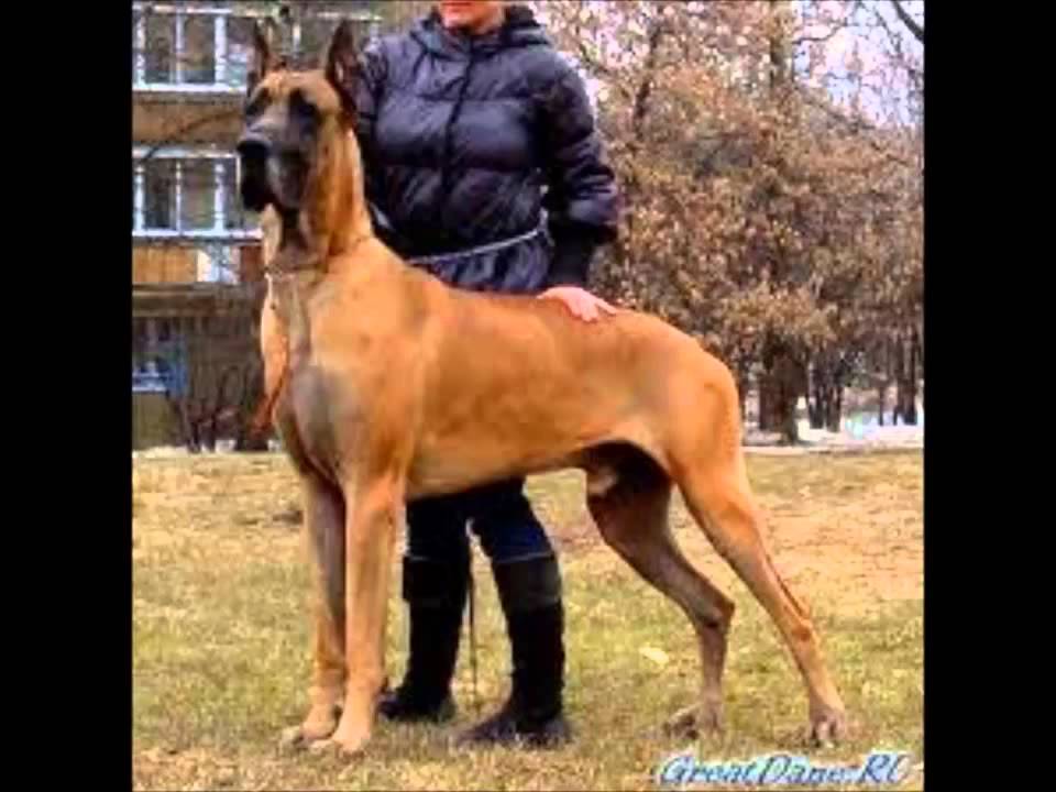 Best Great Danes Images On Pinterest Great Danes Doggies 1