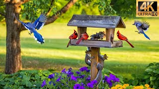 Ultimate Cat Tv Birds & Squirrels Feast At The Bird Table Relaxing Video For Cats 4K Hdr