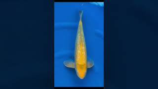 Koi Fish For Sale