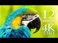 12 HOUR 4K FILM "Splendors of Nature" Planet Earth's Wonders by Drone, Land & Sea - 4K UHD, No Loops
