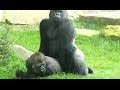 Gorilla mating