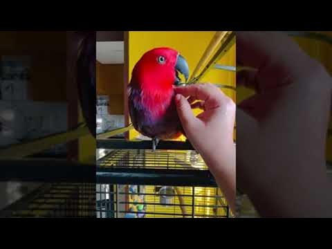 Parrot Sings iPhone Ringtone || ViralHog