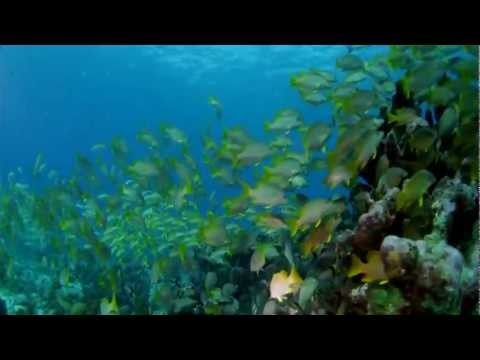 Rehnuma - Blue(2009) - Full HD Song - Official Video Song