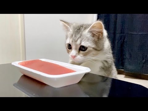 初めてまぐろの刺身を食べた子猫の反応【スコテッシュフォールド】