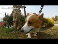 Goro can poo. / ウンチ Goro@Welsh corgi