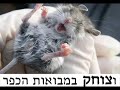 Betzefer - פיץ העכבר