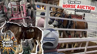 Back At The Two Day Horse Auction! - Part 2 + Oliver Sneak Peek!!!