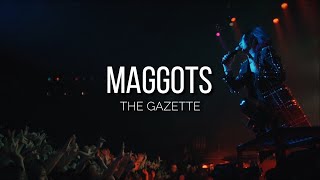 Watch Gazette Maggots video