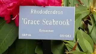 Rhododendron Grace Seabrook Shrub