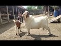 Big Boer Goat crosses with young goat in farm | Goat Farming in village