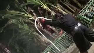Jaranan Jaman Now....... Putro Pujonggo