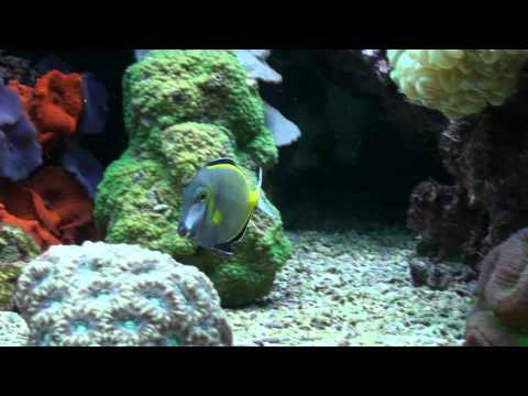 Header of Acanthurus japonicus