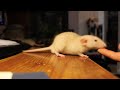 Baby rats learning tricks (spin and paw)