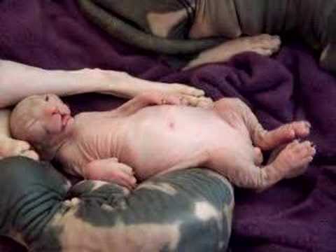 Sleeping sphynx kitten!