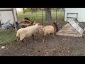 Mating season - sheep