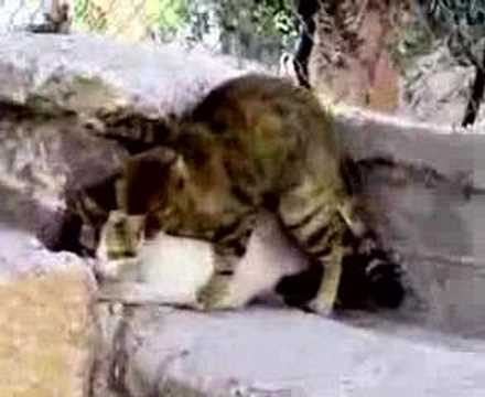 Animal Sex =))