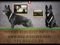 профессиональным развидением немецкой овчарки ( 