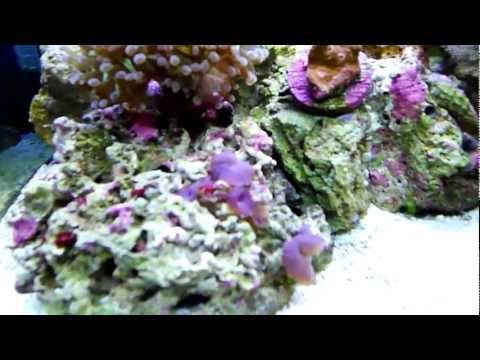 HD - Underwater Garden - BioCube 14 Coral Reef and Fish Aquarium Tour - Lumix LX5 (Panasonic) This A Video Tour Of Our 14 Gallon Biocube...