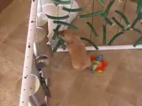Манеж для щенков видео