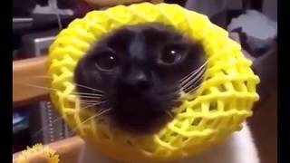Ultimate FUNNY ANIMALS compilation - will make you laugh!