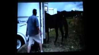 Poor & Bad Horse Trailer Loading - How To Teach A Horse To Kick People - Rick Gore Horsemanship