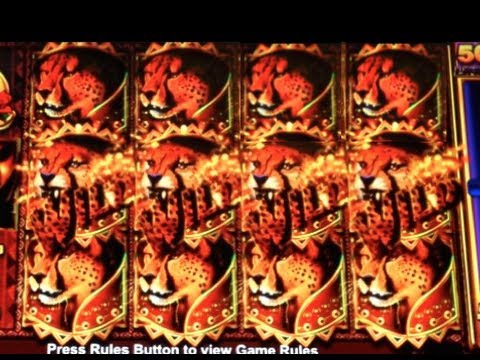 Cheetah chase slot machine
