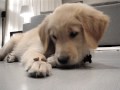 Peanut our Golden Retriever puppy told to 