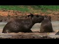World S Deadliest Anaconda Devours World S Largest Rodent images World S Deadliest Anaconda Devours World S Largest Rodent