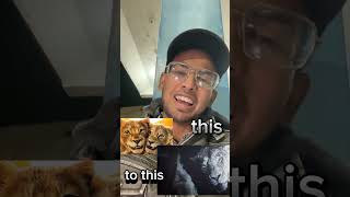 Mufasa The Lion King Movie Meme
