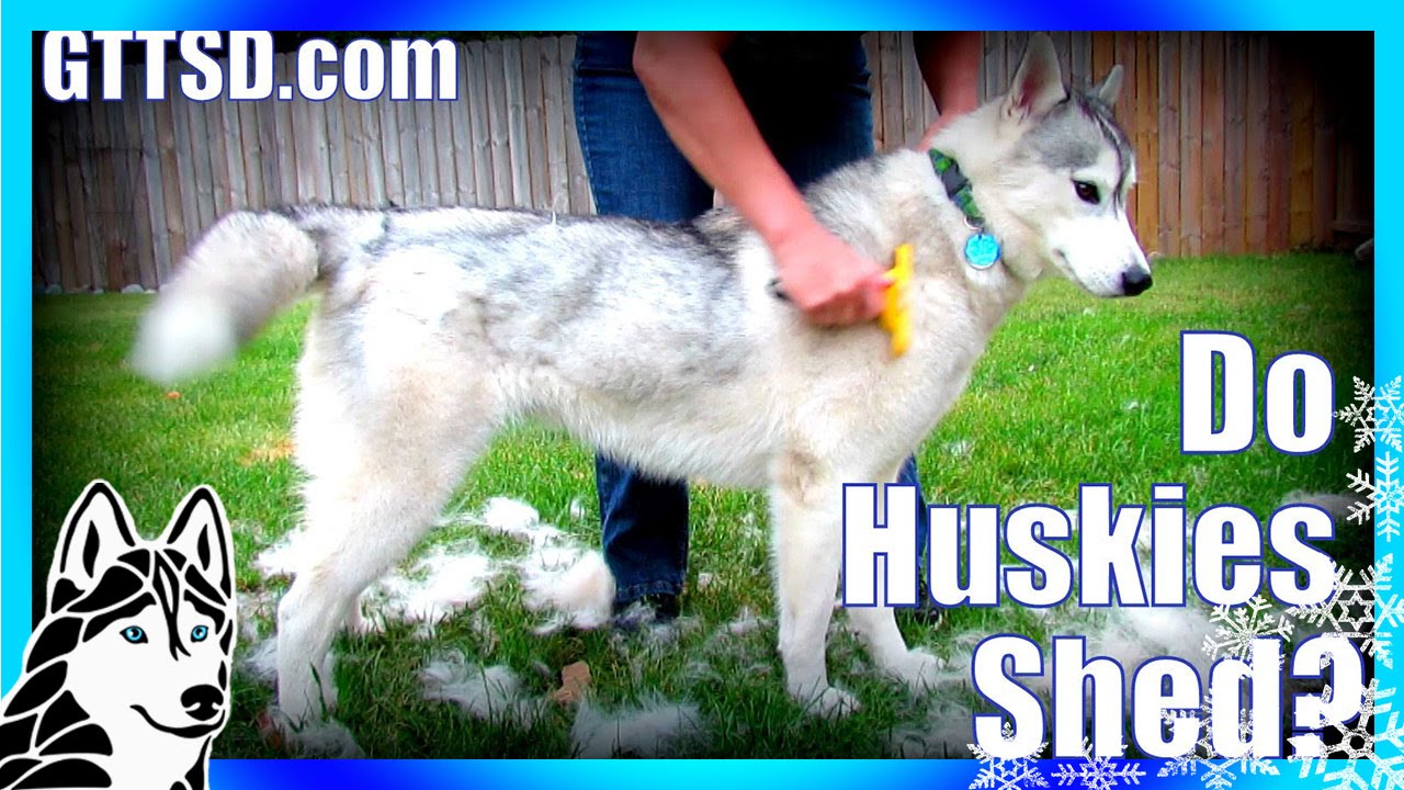 how much do huskies shed? furminator siberian husky