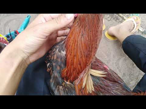 เค็ดลับการเพิ่มน้ำหนักไก่ชน น้ำหนักเพิ่มแน่นอนครับ
