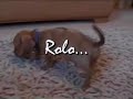 Minature dachshund puppy