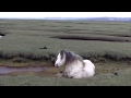 RSPCA video - Pony and foal rescue