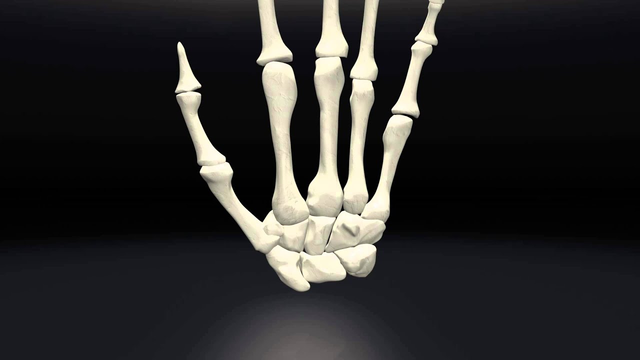 Human Skeletal Hand Structure - YouTube
